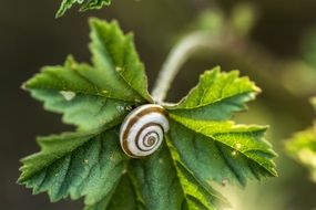 vine leaf snail nature green plant animal