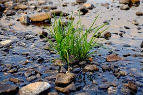 green plant in water