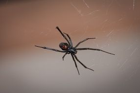 black widow spider macro