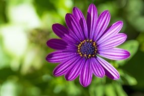 perfect summer daisy purple flower