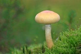 Forest mushroom in a green meadow