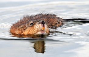 muskrat swimming