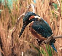 black kingfisher in the grass