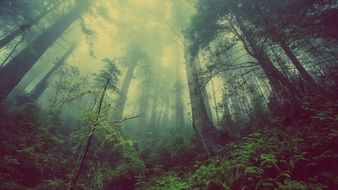 landscape of forest in mystical fog