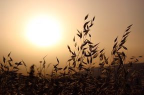 plants at dusk