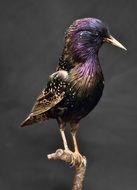 european starling