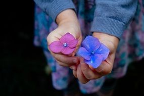 human hands hold flowers