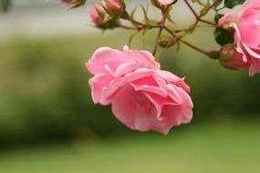 flowers roses