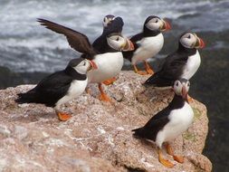 cute atlantic puffins on stone