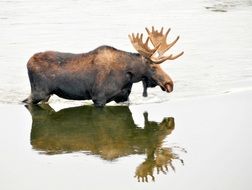 bull moose in the wildlife