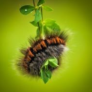 hairy caterpillar larva macro