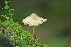 mushroom grows on moss