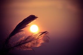 feathers on a background of bright sun and purple sunset