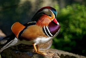 incredible beauty carolina wood duck