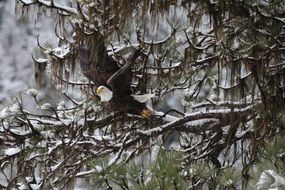 incredible beauty bald eagle