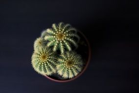 ball-shaped cacti in a flower pot