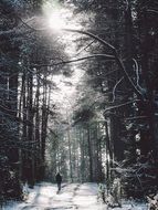man on a forest path in the winter forest