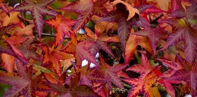 fall colorful leaves in autumn