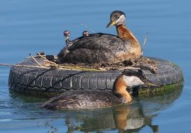 floating nest for waterfowl