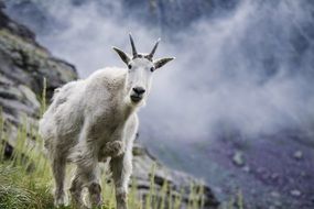 incredible beauty mountain goat