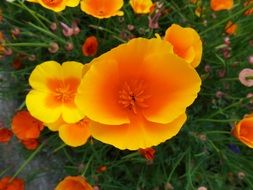 amazing yellow wild flower