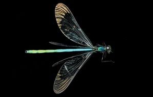 Macro picture of ebony jewelwing damselfly