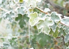 frozen green leaves in the morning