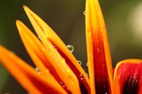wet droplets on flower petals
