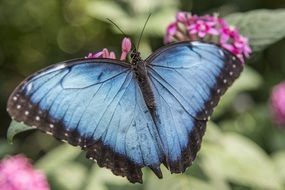 blue butterfly on a pink flower