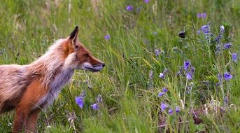 Picture of the wild fox on a meadow
