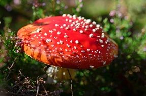 Red fly agaric in the green forest