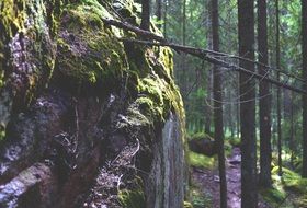 mossy rock in forest