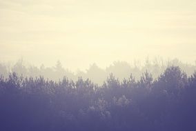 Landscape of foggy forest