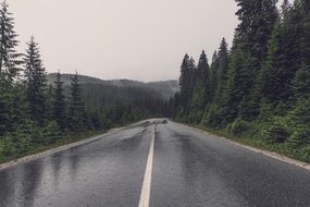 Wet asphalt road in forest