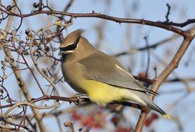 Cedar waxwing in wildlife
