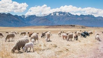 sheep pasture in highlands