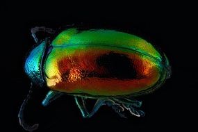 incredible beauty dogbane beetle