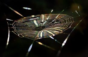 rainbow web closeup