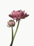 drawing blooming ranunculus