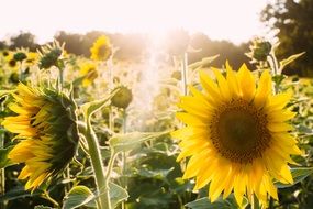 irresistible sunflowers