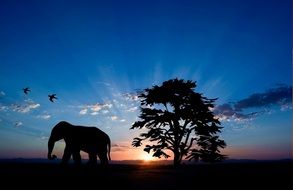 elephant silhouette at sunset