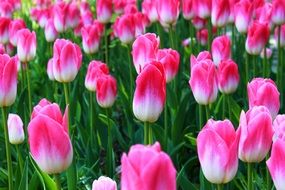 impressive tulips flowers