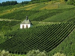 winegrowing in autumn