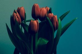 Red tulips bouquet
