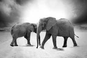 beautiful and delightful elephants