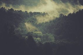 Fog in forest trees fog clouds mist