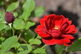 The big red rose and the little bouton of red rose