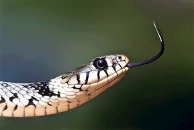 european grass snake