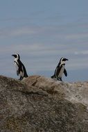 two penguins stand on a rock in Antarctica