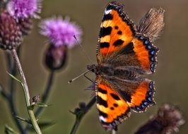 tiger butterfly monarch